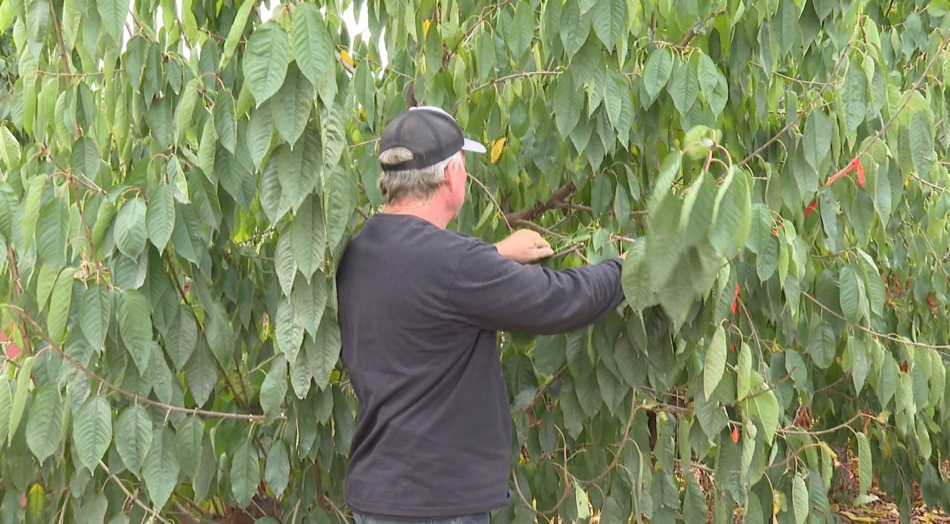 Okanagan cherry growers celebrate bumper crop