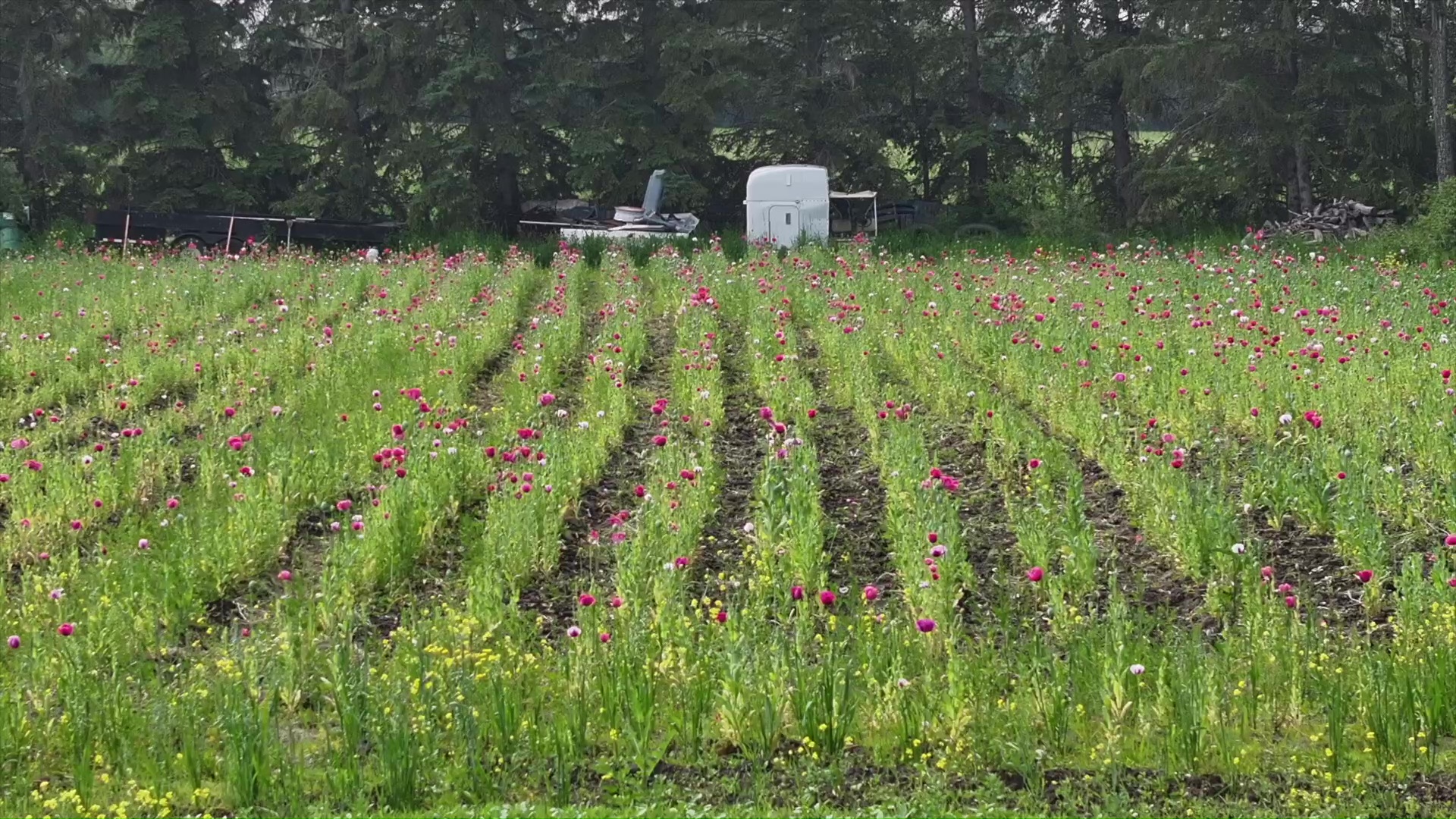Полицията е повдигнала обвинение на четирима души след като са