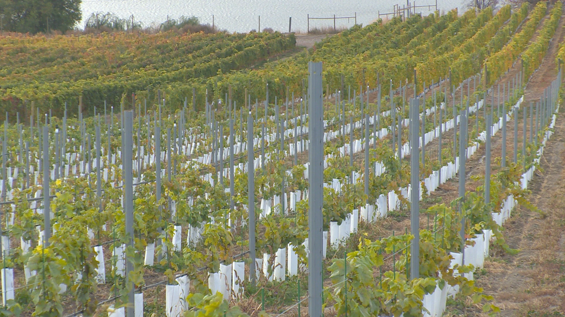 Okanagan wineries on the road to recovery following 2024 deep freeze