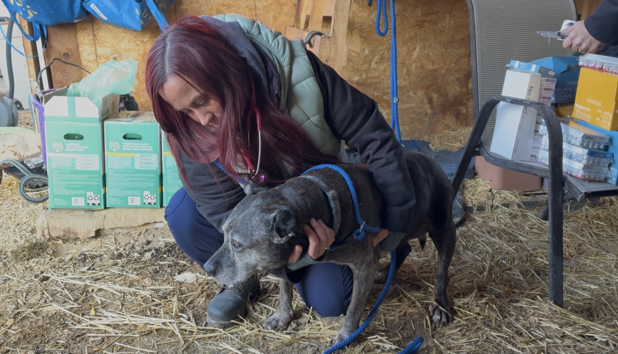 Корпусът на Алберта RCMP разследва твърдения за жестокост към животните
