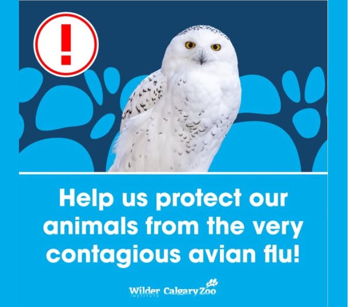 Откриването на високопатогенен щам на птичи грип близо до зоопарка