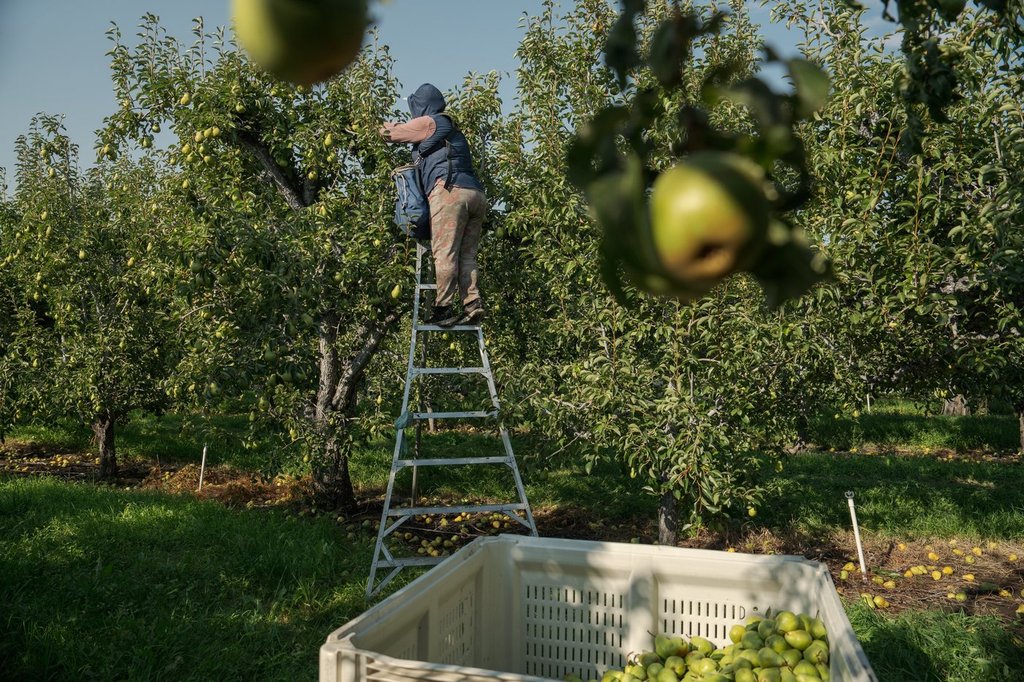A worker harvests pears at an orchard in Naches, Wash., Thursday, Aug. 28, 2025. (AP Photo/Annika Hammerschlag).