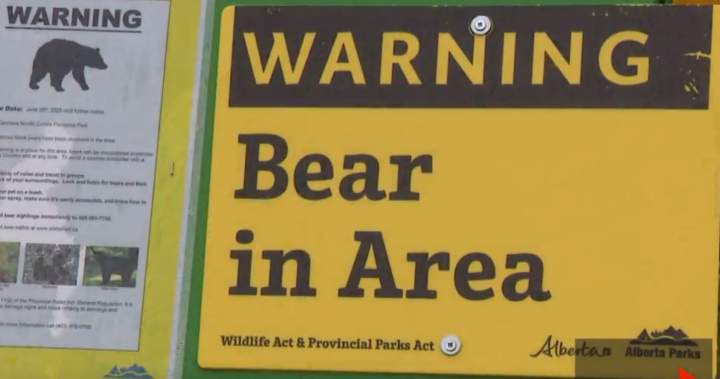 Parks Canada issues bear warning for popular hiking area in Banff National Park