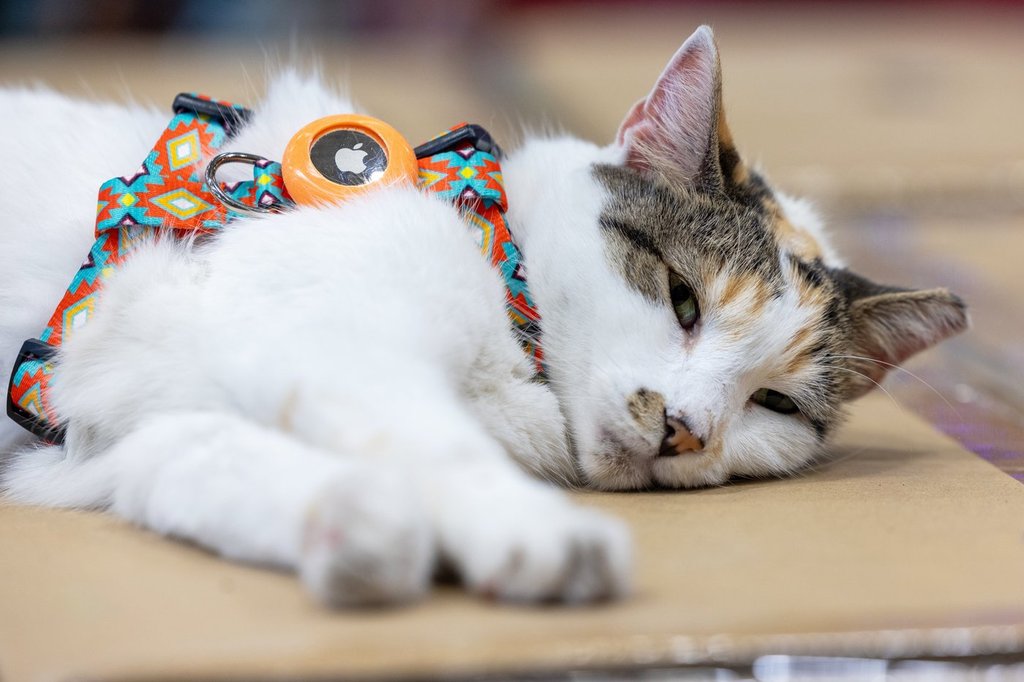 Regina Cat Rescue търси приемни семейства