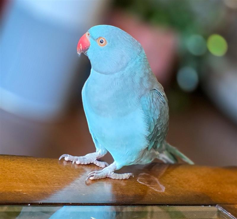 Изгубен папагал от Torquay е намерен на 500 километра в