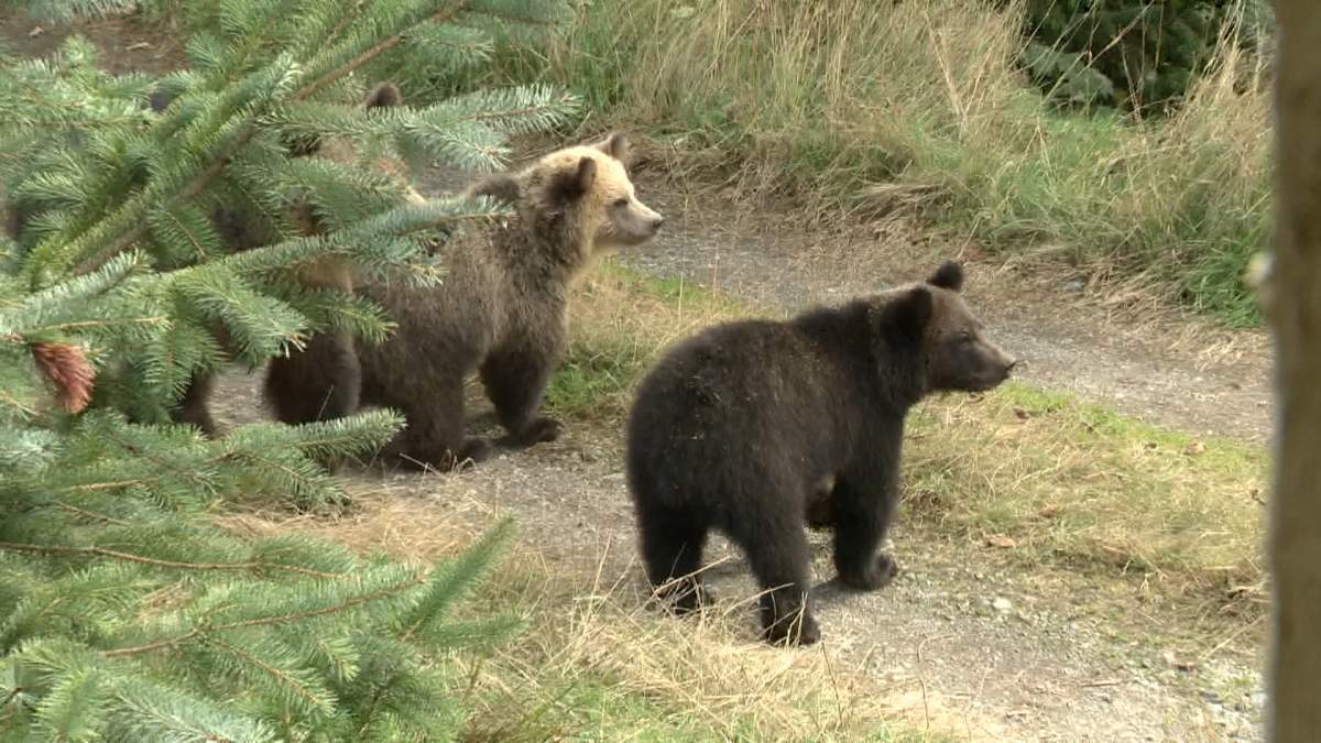 A file photo of two grizzly bears. On Thurs. Oct. 30, a man was rushed to hospital after being attacked by a bear while hunting west of Calgary. Another bear is believed to have fled the area following the encounter.