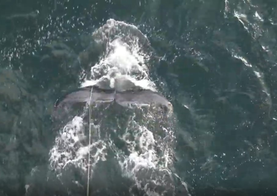 Entangled humpback whale freed after being spotted off Nanaimo