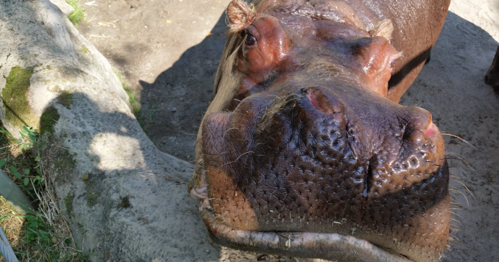 ‘Big and beautiful’: 39-year-old river hippo euthanized at Toronto Zoo