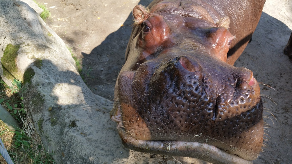 Image of beloved river hippo Petal, who was euthanized recently at the Toronto Zoo.