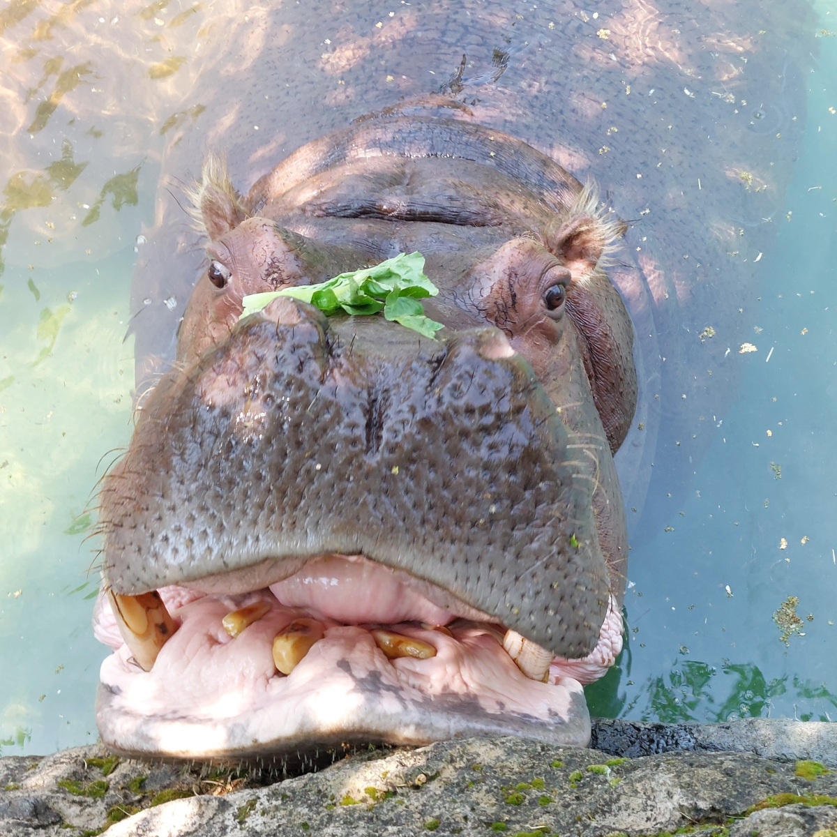 Image of river hippo named Petal at the Toronto Zoo.