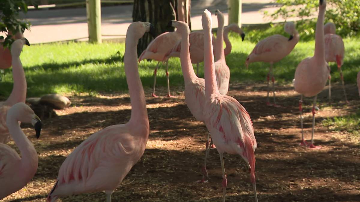 The Calgary Zoo's flamingoes are amongst the birds the facility it taking steps to protect after the Canadian Food Inspection Agency discovered avian flu in close proximity to the zoo.