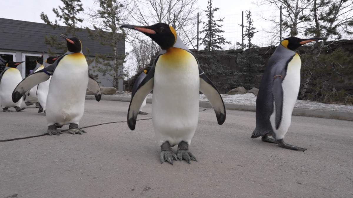 While the zoo says the popular penguin plunge will be open, it is taking steps to protect the birds by increasing disinfection on pathways and installing disinfectant mats.