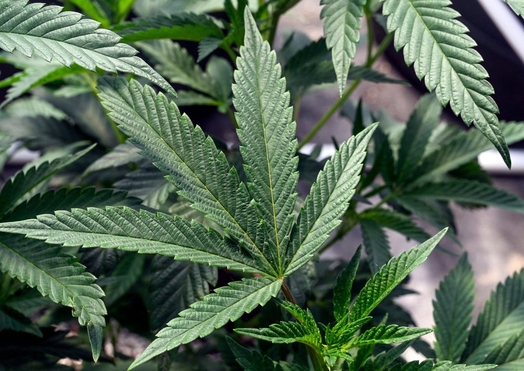 U.S. may soon reclassify marijuana to allow medical research. What to know