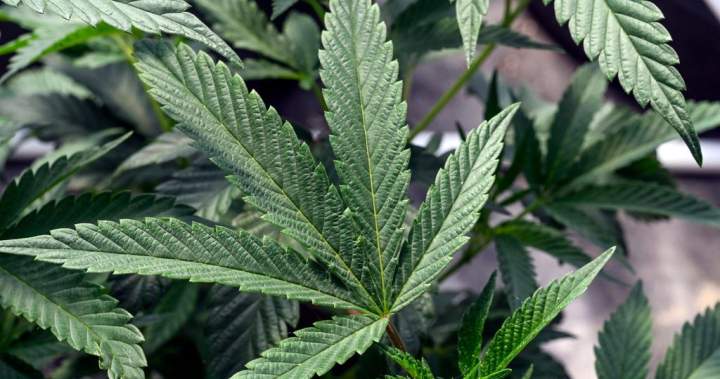 U.S. may soon reclassify marijuana to allow medical research. What to know U.S. may soon reclassify marijuana to allow medical research. What to know