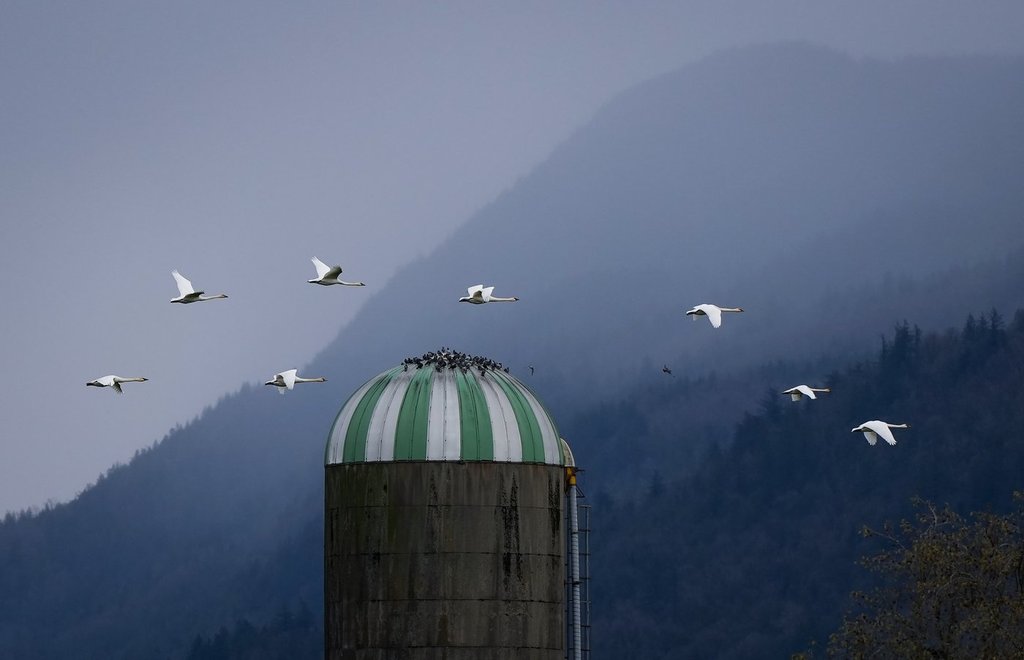Убежище за животни във вътрешността на Британска Колумбия казва че