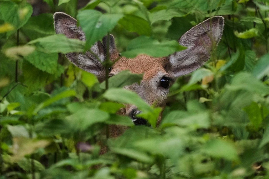 Два елена ловувани в района на Кутеней в Британска Колумбия