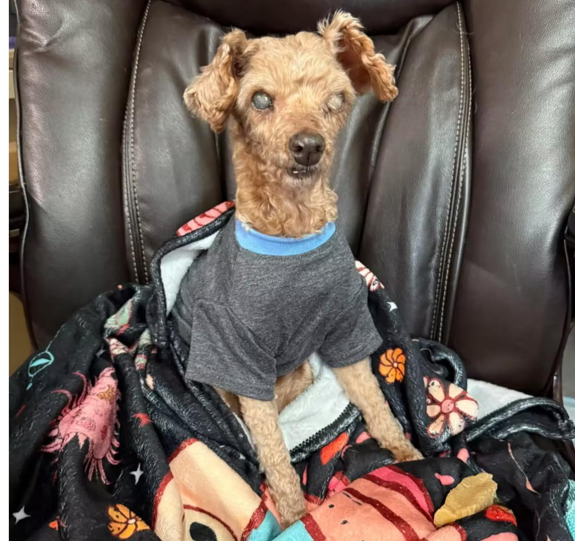 One of the 30 senior animals in the care of ARTS, looking for a home.