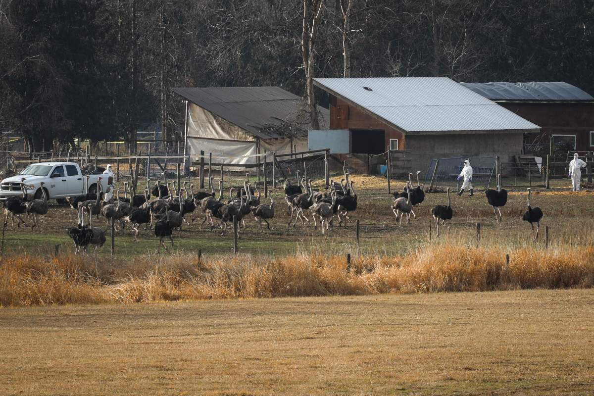 CFIA employees in hazmat suits interact with ostriches near a cull enclosure located by the Universal Ostrich Farms in Edgewood, B.C., on Thursday, Nov. 6, 2025.