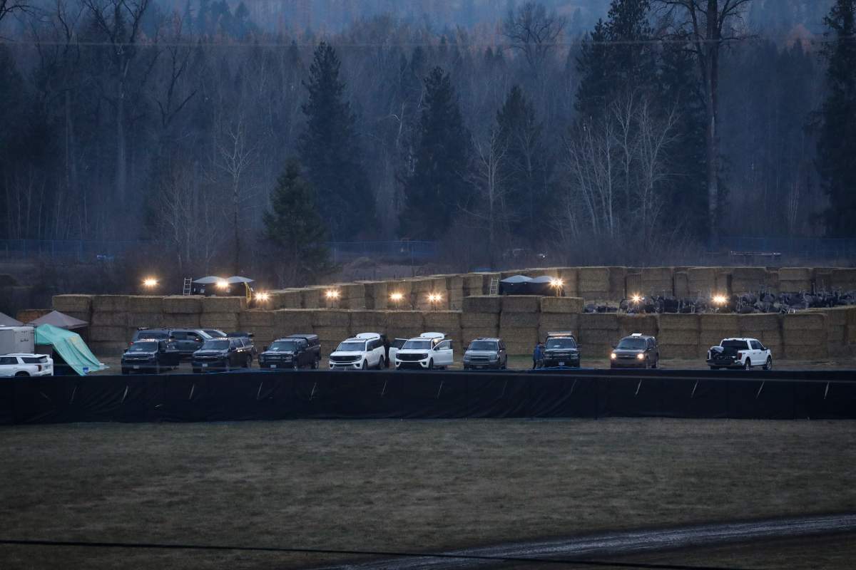 Flood lights illuminate a cull enclosure, where dozens of ostriches were corralled, near the Universal Ostrich Farms in Edgewood, B.C., on Thursday, Nov. 6, 2025.