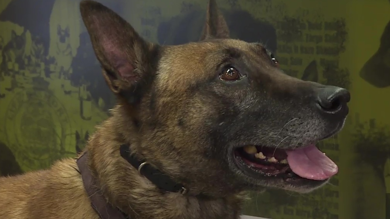 2025 Edmonton Police Foundation canine unit calendars highlight EPS service dogs