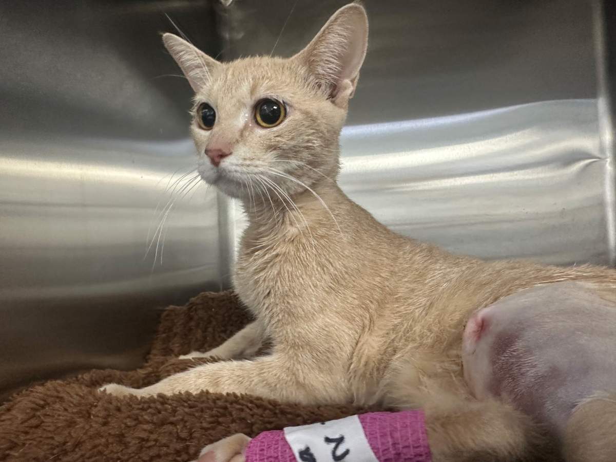 A momma cat with a broken leg was recently rescued by ECWAR.