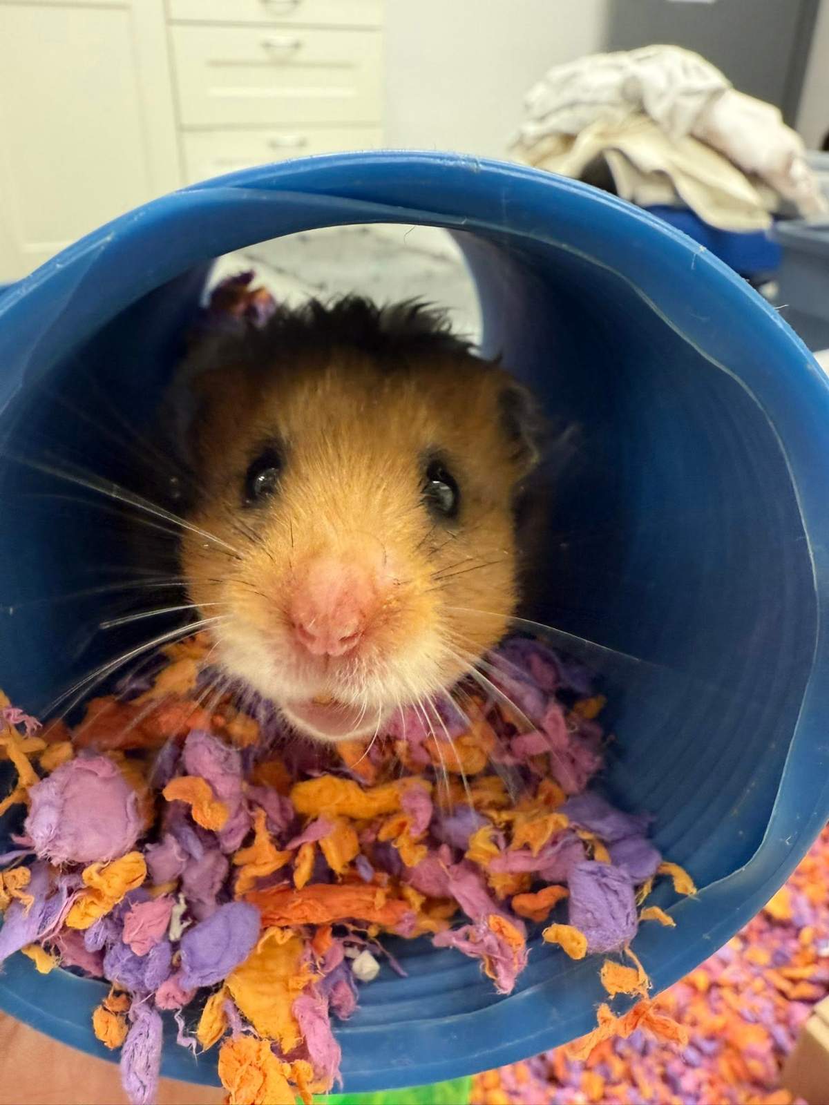 A baby hamster recently born at Alberta Animal Rescue Crew Society is pictured.