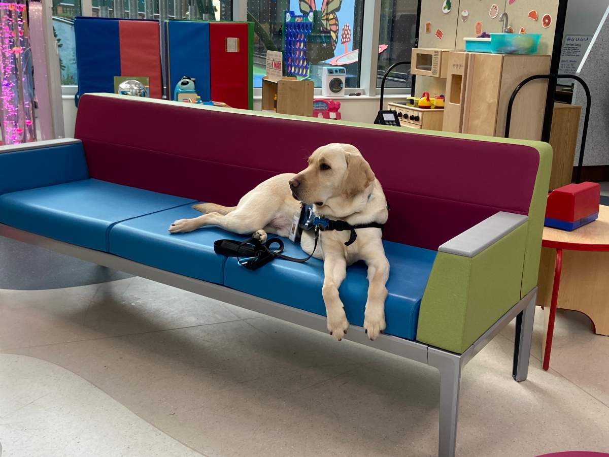 The Stollery Children’s Hospital’s newest employee Pumbaa. He is Canada’s first dedicated Child Life Services facility dog.