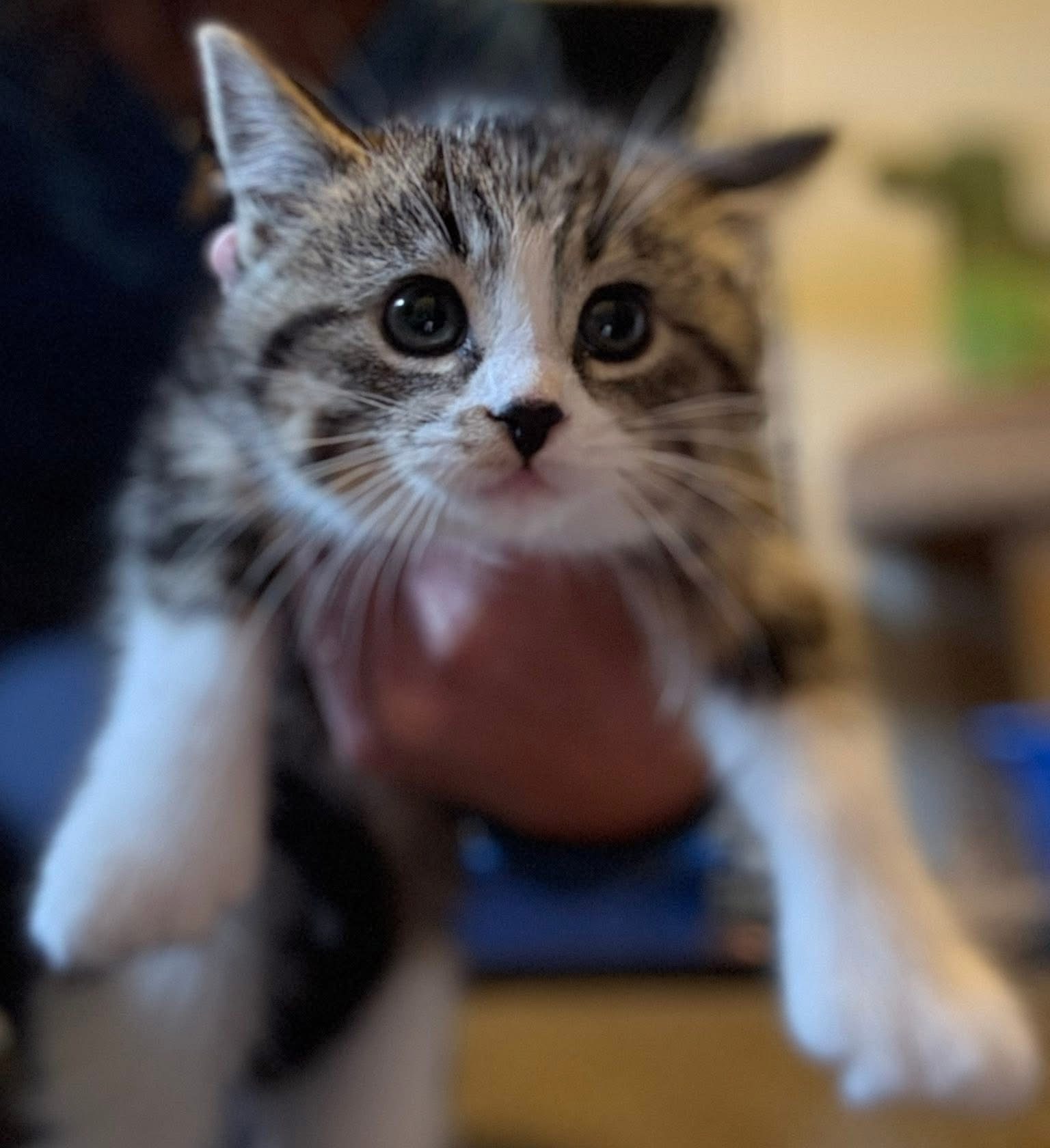 За спасяването на животни в Алберта ситуацията е ужасна с