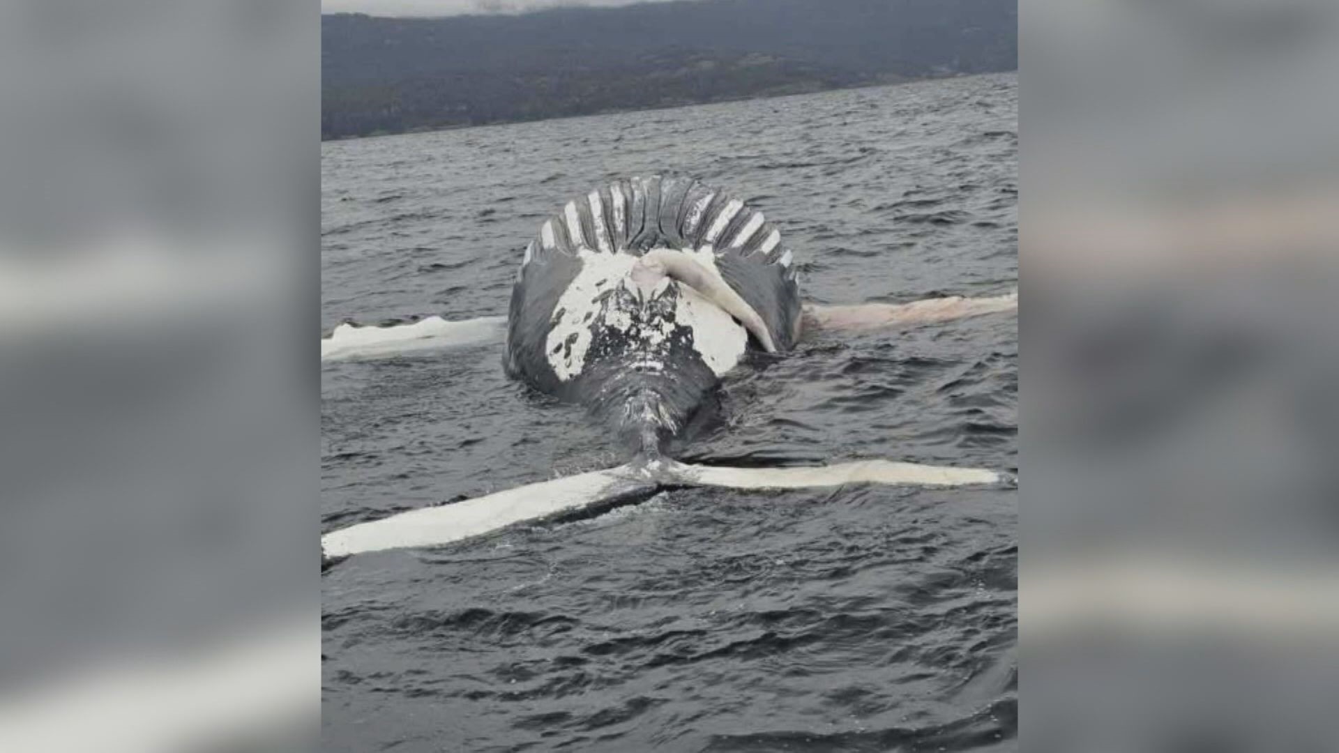 Още един гърбат кит е открит мъртъв в пр н е води