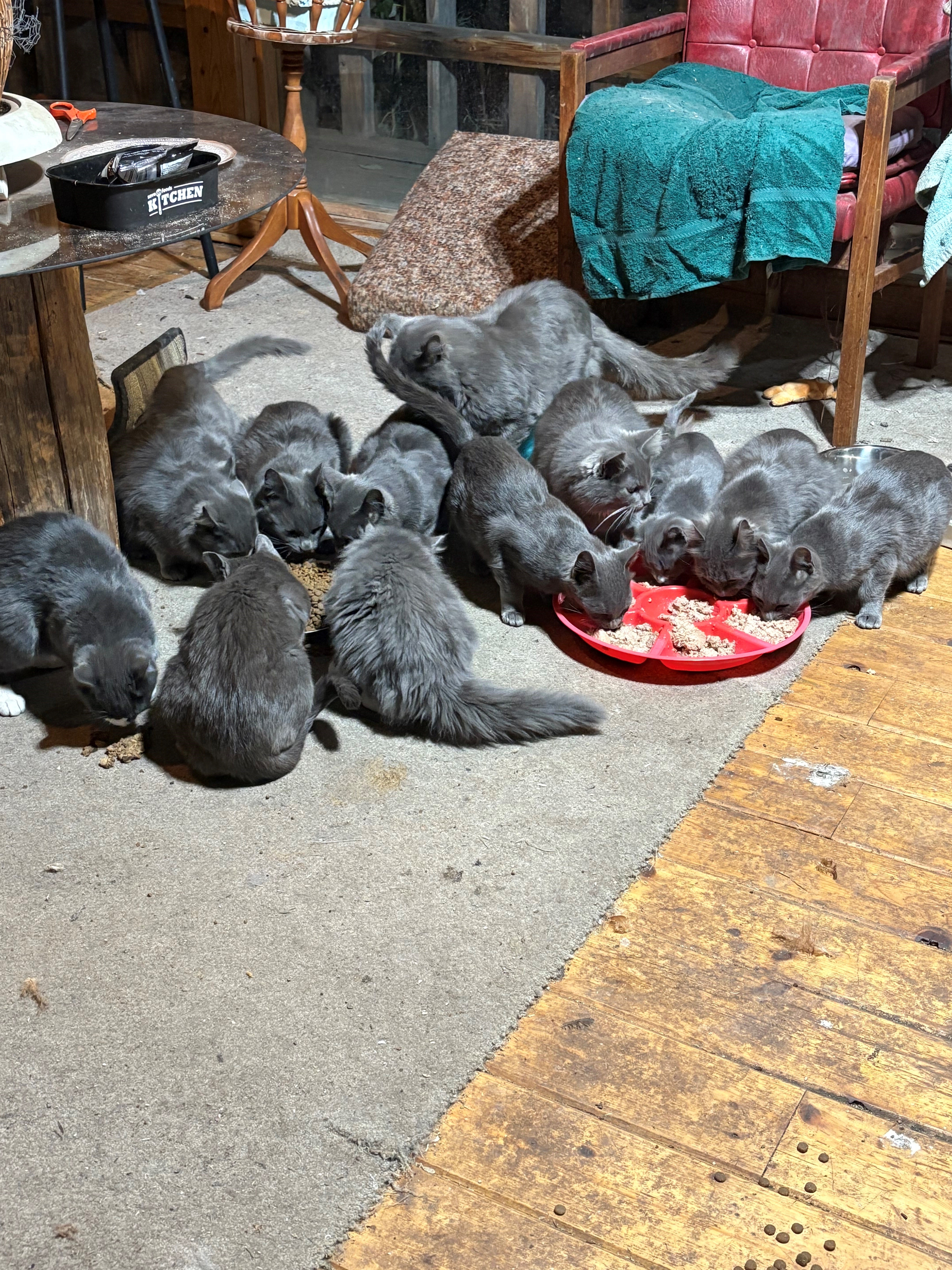 Okanagan Humane Society OHS е приела 21 котки след като