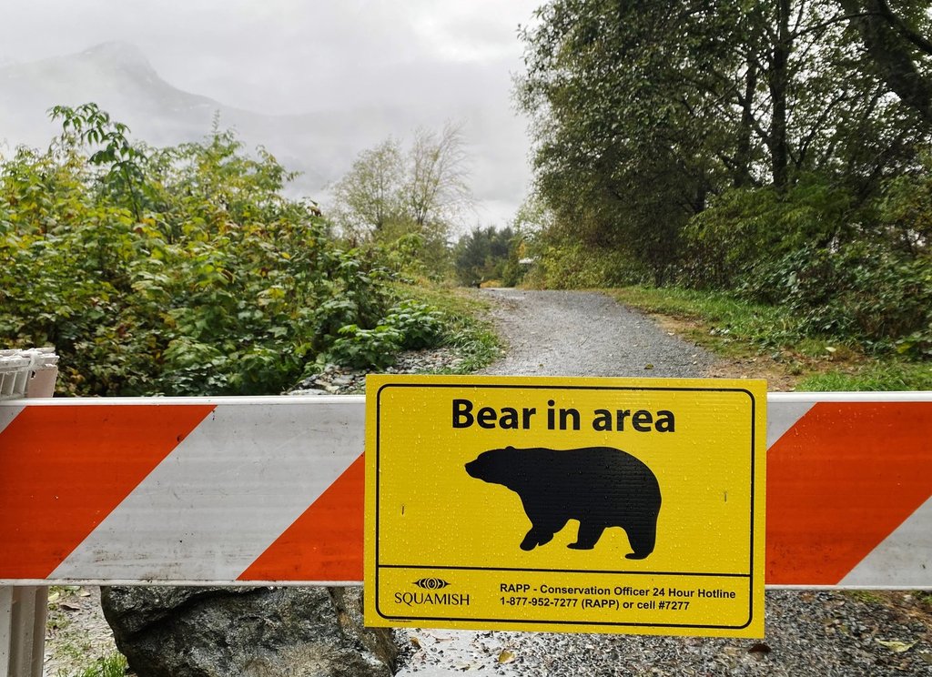 2 more grizzlies captured, to be assessed after attack on B.C. schoolchildren