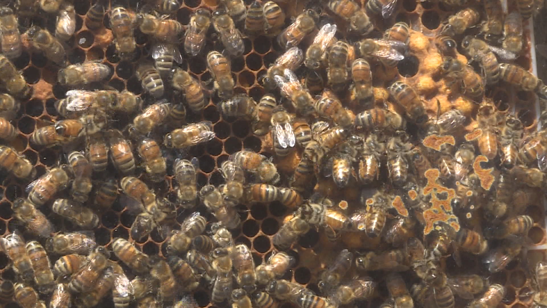 Beekeepers call for import ban on non-North American bees as deadly mite spreads