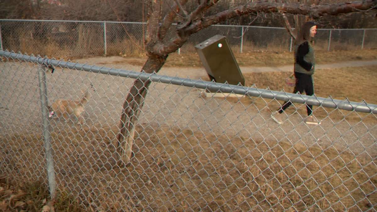 Brook Nixon told Global News she was approached by some aggressive dogs last summer, while taking her son for a walk in the community of Alpine Park.