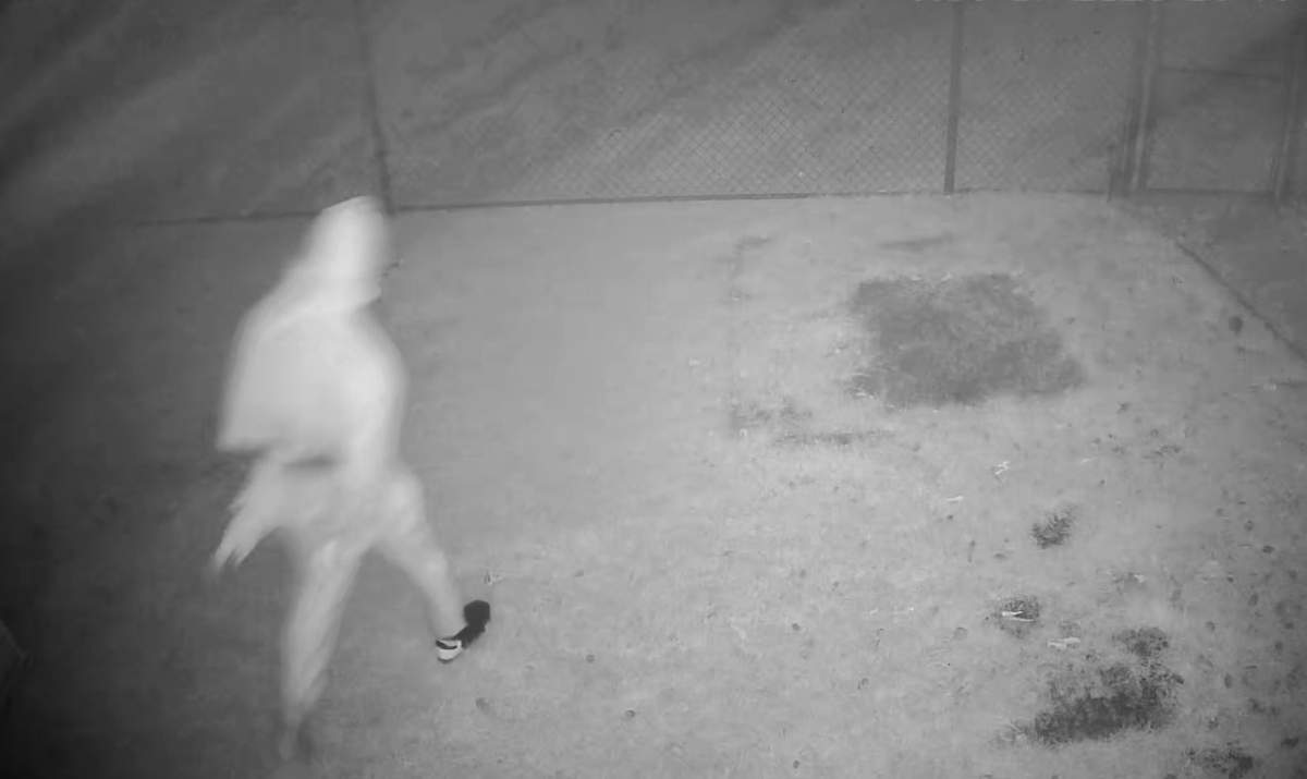 An image taken from a security camera video shows the person known as the "Carstairs Creeper" prowling through the backyard of one of the town's residents.