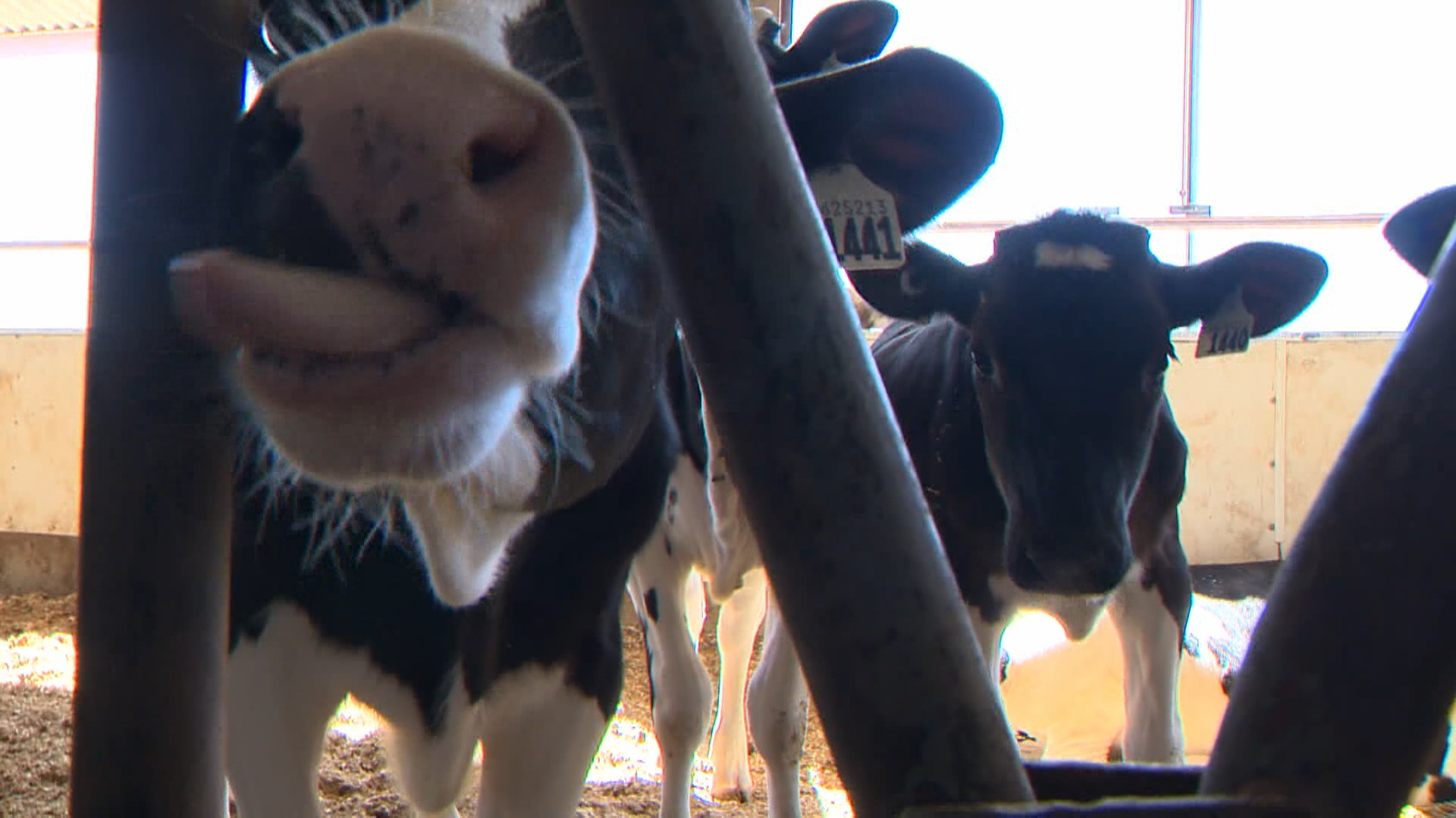 Канадските ветеринарни лекари вече нямат достъп до 40 процента от