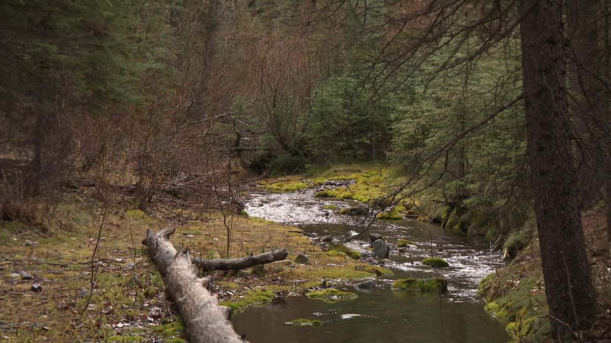 Searchers described the area where 6-year-old Darius MacDougall went missing as thickly forested, alpine terrain, with many waterways that required crews to work shoulder to shoulder at times.