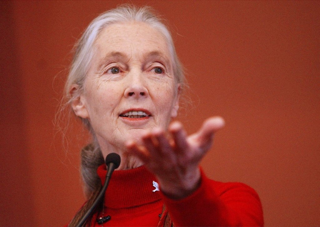 FILE - Primatologist Jane Goodall addresses a Harvard Law School symposium, "The Evolving Legal Status of Chimpanzees," in Cambridge, Mass., Sept. 30, 2002.