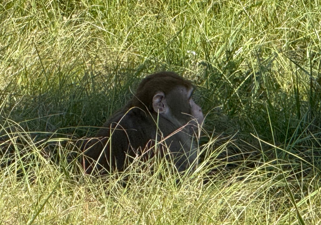 This photo provided by Scotty Ray Boyd shows an escaped monkey sitting in the grass Tuesday, Oct. 28, 2025, in Heidelberg, Miss.