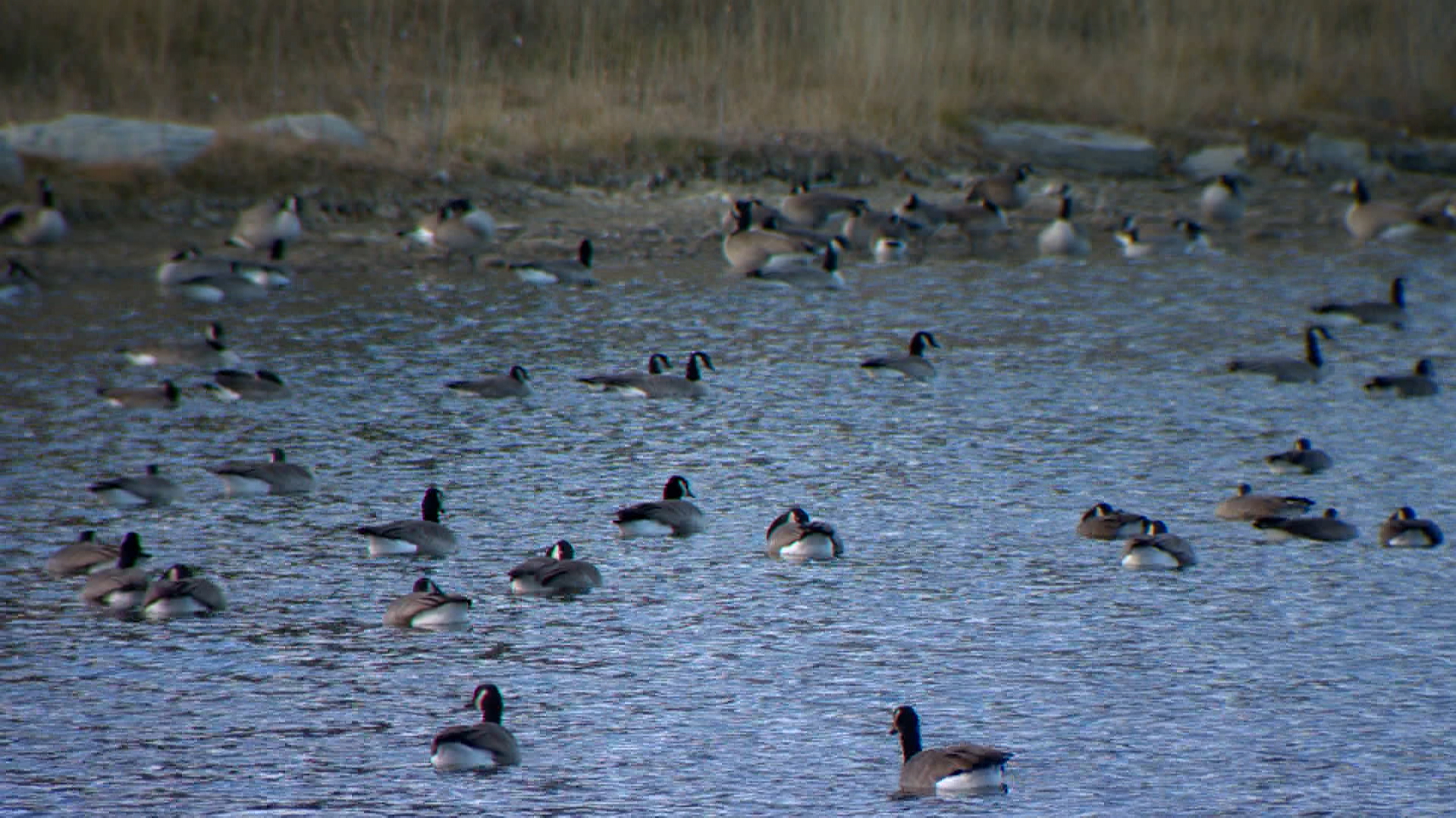 Съобщенията за мъртви и умиращи гъски около град Хай Ривър