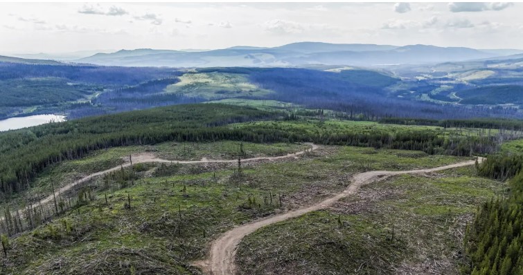 Екологична група твърди че пр н е стари дървета се изгарят за