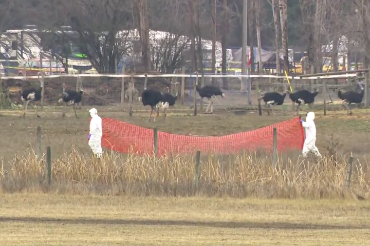 CFIA officers move in at B.C. ostrich farm after Supreme Court dismisses appeal to save flock