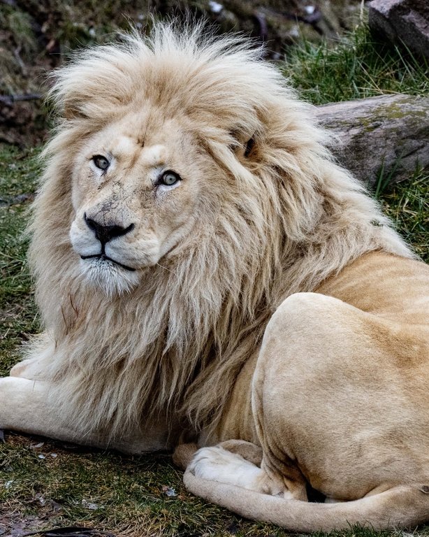 Toronto Zoo euthanizes beloved male white lion after health decline