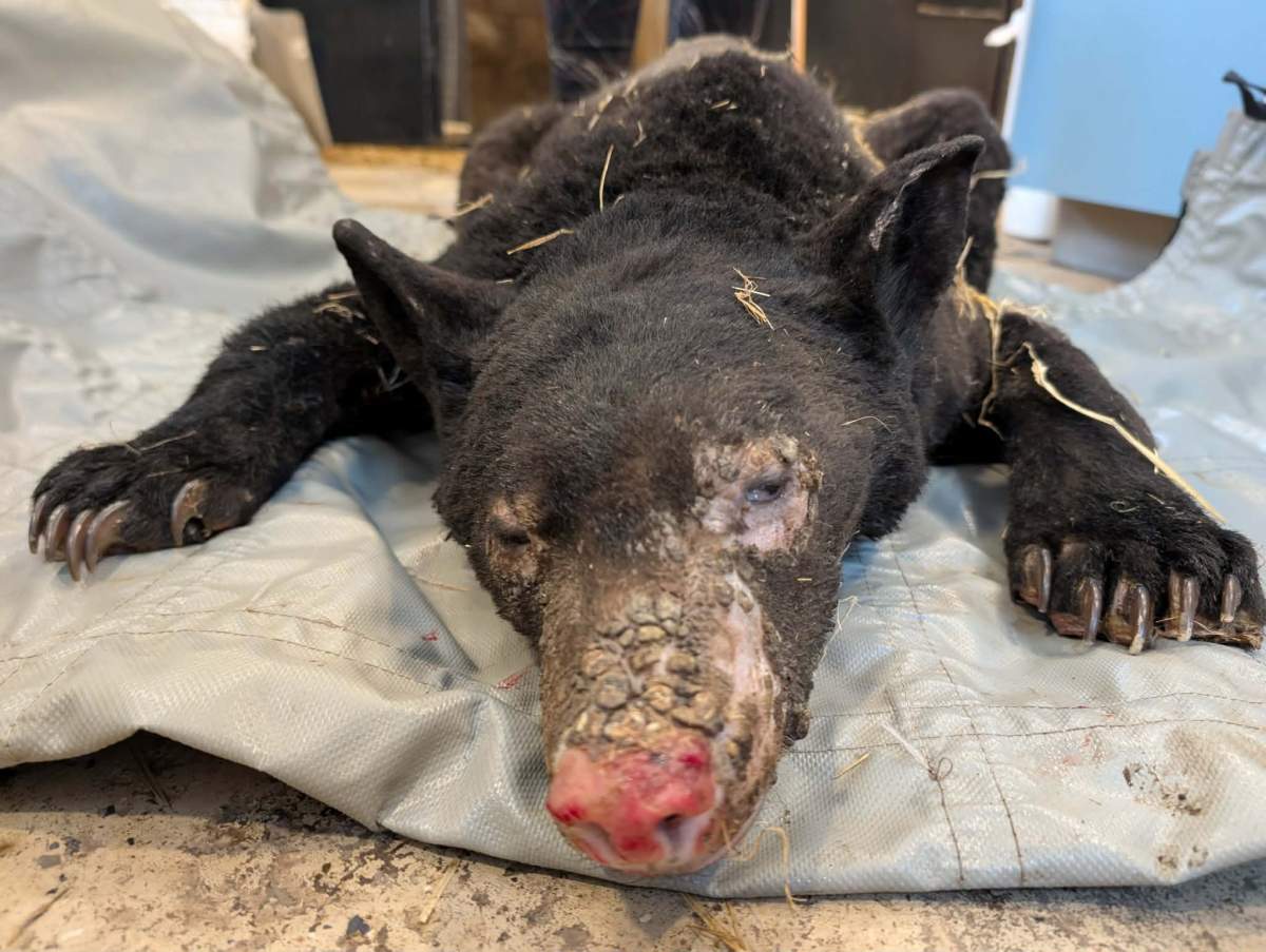 The burned bear is now on the road to recovery at the Northern Lights Wildlife Society.