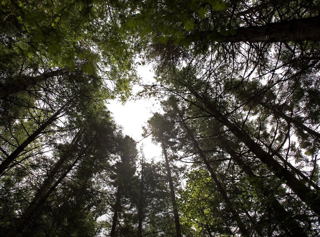 Апелативният съд на Ню Брунсуик се произнесе в полза на
