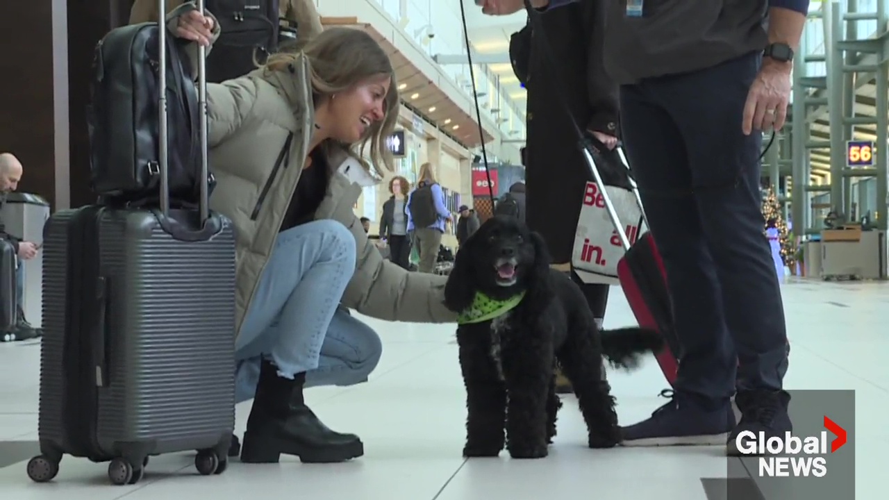 10 години терапия за домашни любимци на международното летище Едмънтън