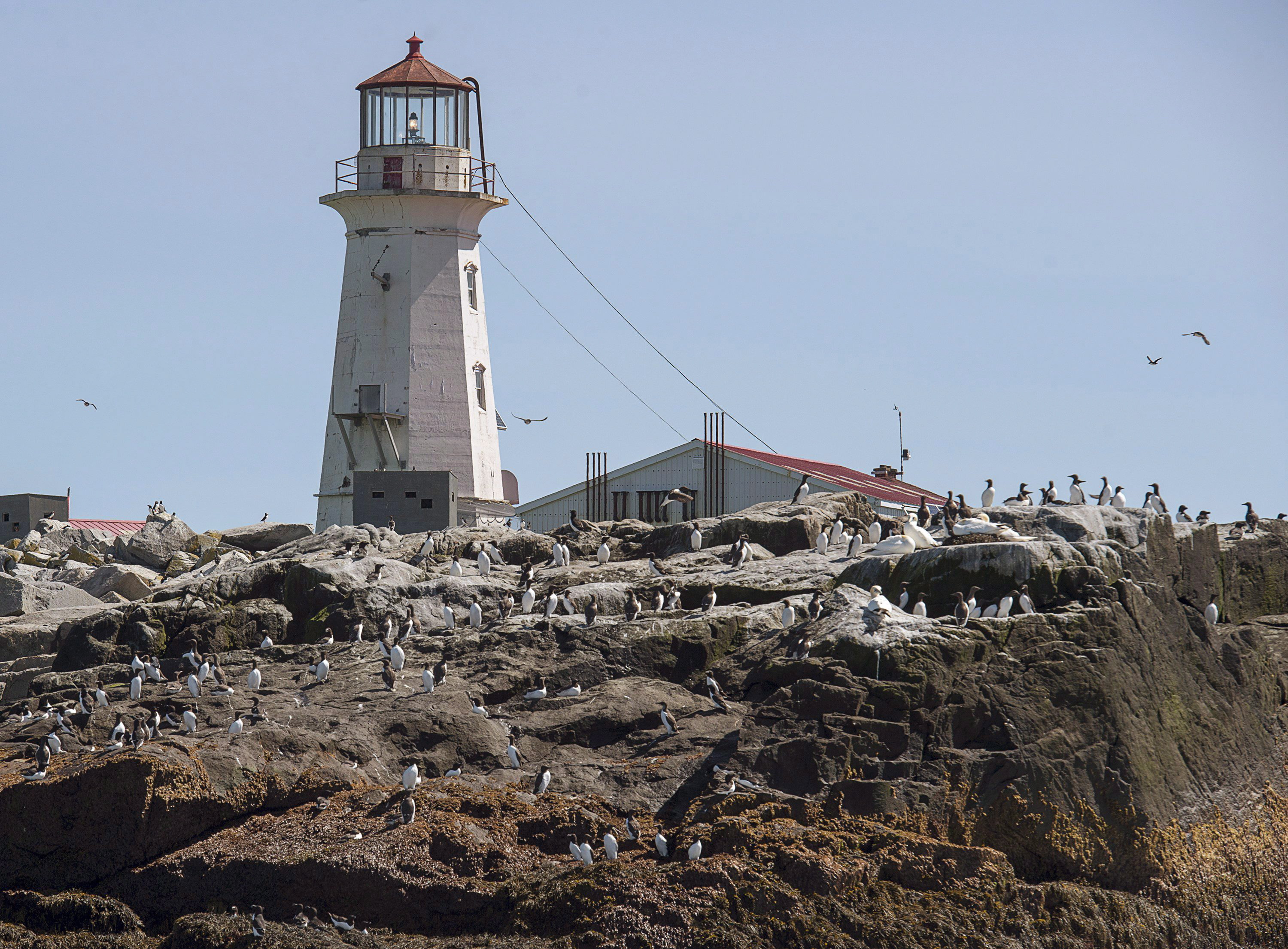 Канадски сенатор от Ню Брънзуик казва че описанието на американска