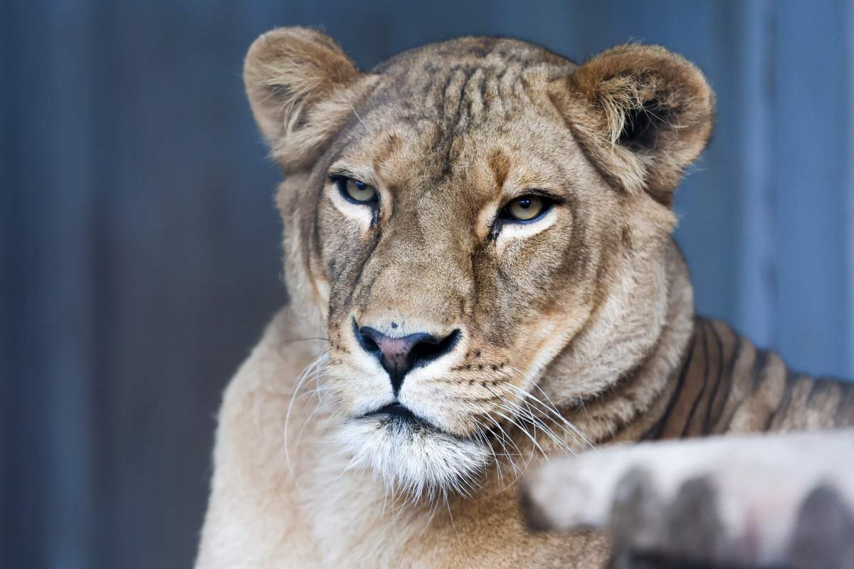 A lioness is seen at the Mariupol Zoo in this file photo.