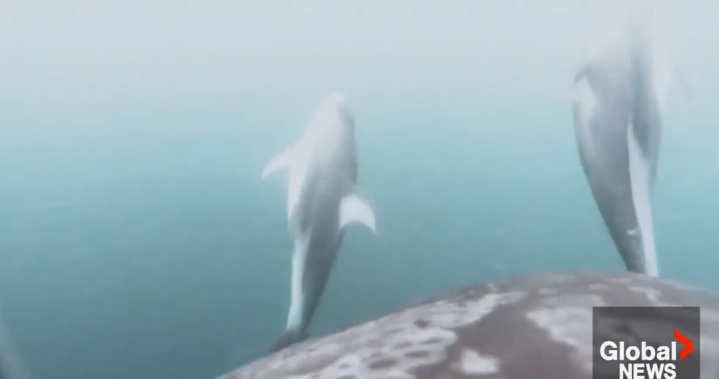 Косатките са най големият хищник в океана но нови изследвания показват