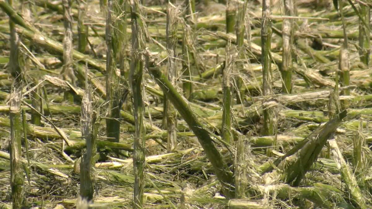 The storm also many crops, like this one in the Brooks, Ab area.