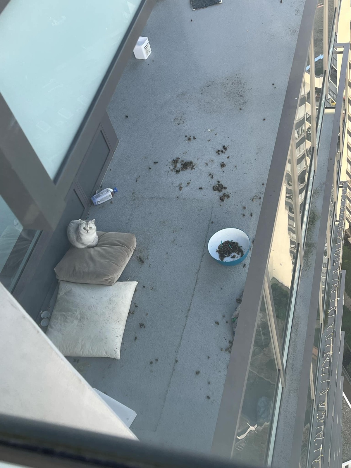 Котка която наскоро генерира много внимание в социалните медии вече